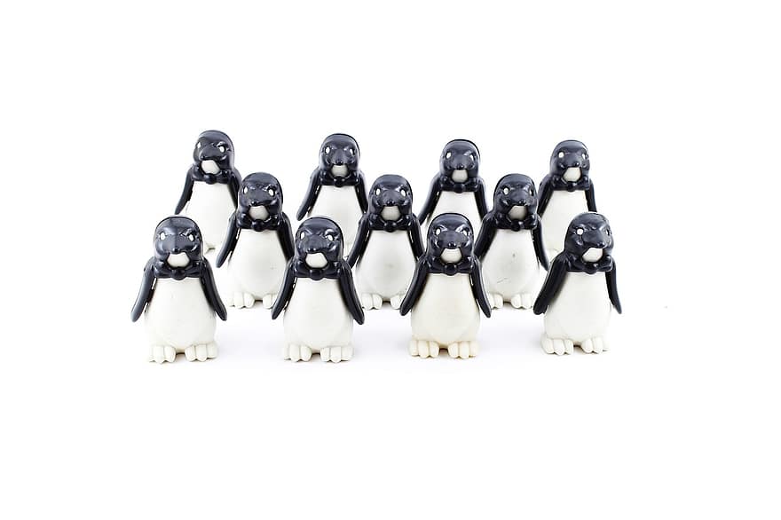 pingvin, tizenkét, elülső, fehér háttér, fehér, álló, keres, állat, fej, egy, Egy