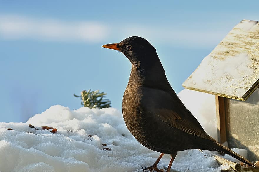 Blackbird, žiemą, sniegas, plunksnos, dainų paukštis, šalta