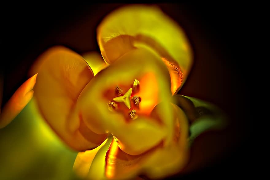 tulipan, blomst, gul blomst, anlegg, blomstre, natur, botanikk, makro, nærbilde, petal, blad