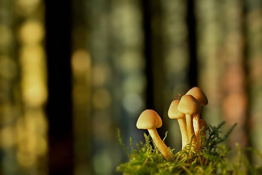 jamur, tanaman, kulat, ilmu jamur, jamur kecil, lumut, hutan, liar