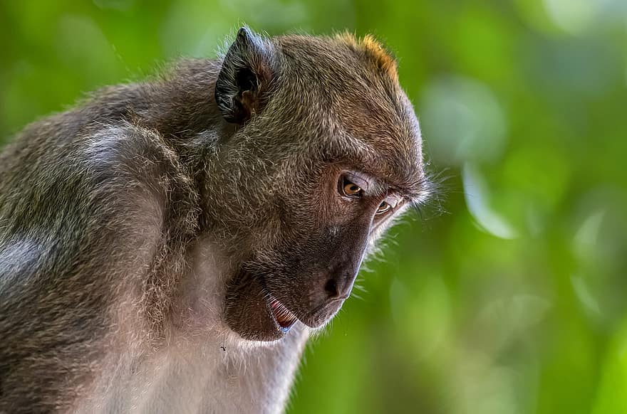 mico, animal, macac de menjar cranc, primat, macaque, macaca fascicularis, mamífer, vida salvatge, salvatge, animal salvatge, naturalesa