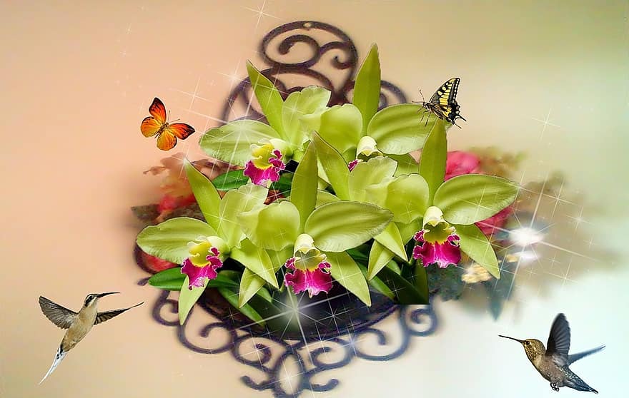 Бэйя Флор, бабочка, боксерский мяч, Orquideas, фиолетовая орхидея, весна, цветы, декоративный цветок, птица, колибри