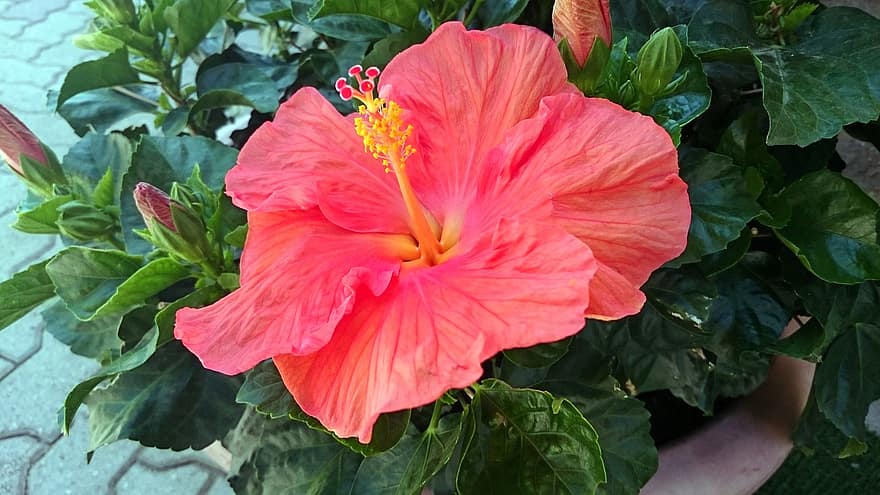 hibiscus, blomstre, blomst, hawaii, mallow, marshmallow, petals