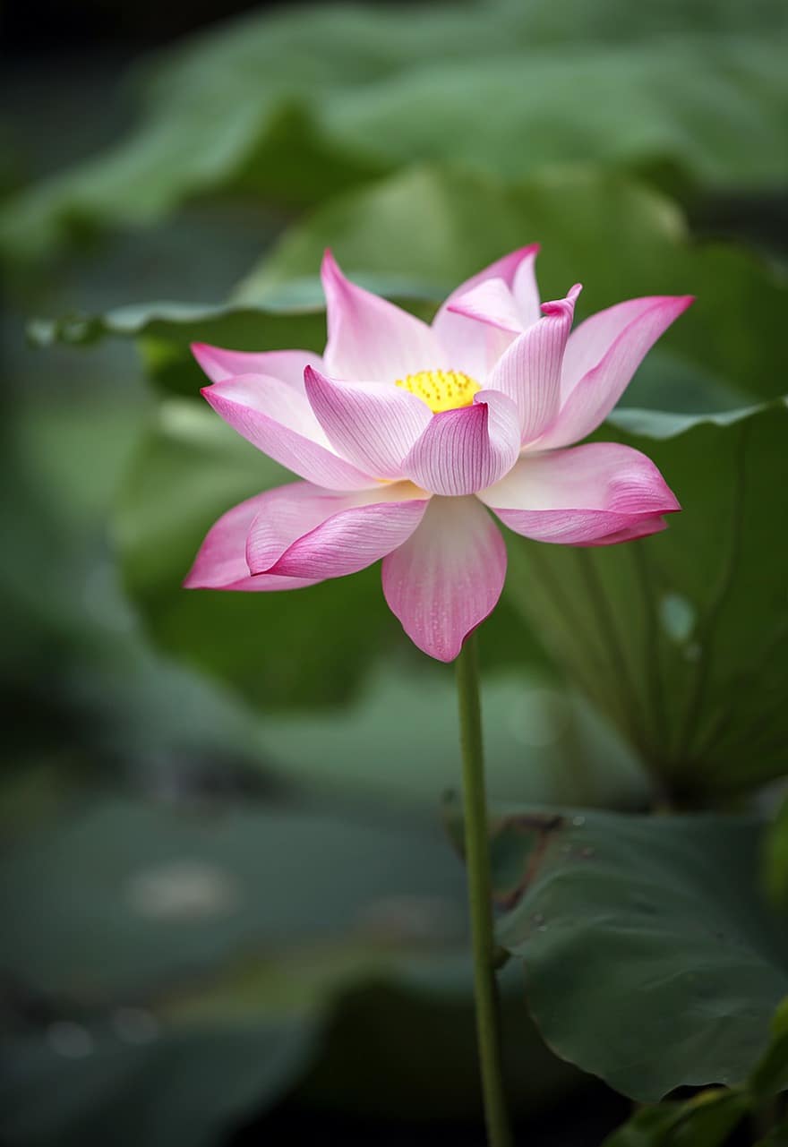 Lotus blomst, lyserød blomst, blomstrende, flora, plante, vandplante, natur