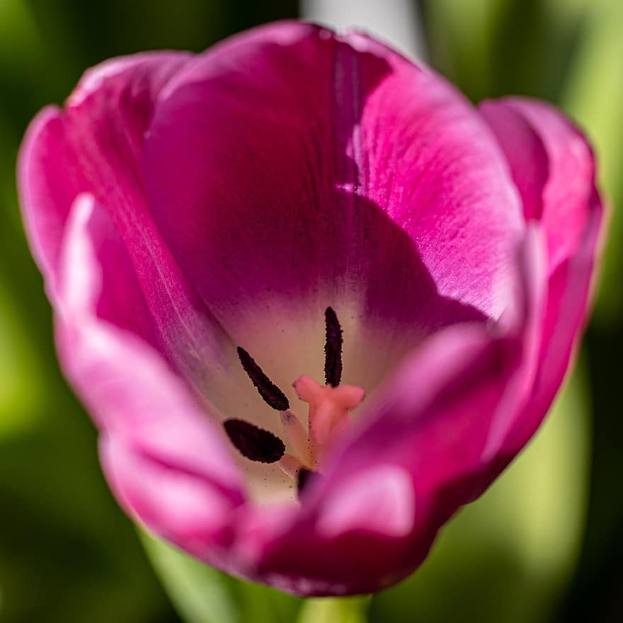 tulipan, blomst, have, lyserød blomst, kronblade, pink kronblade, flor, blomstre, flora, plante, forårsbloem