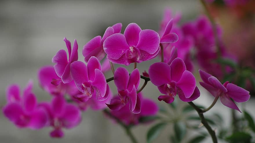орхидеи, цветя, лилави цветя, листенца, лилави венчелистчета, разцвет, цвят, флора, растения, едър план, растение