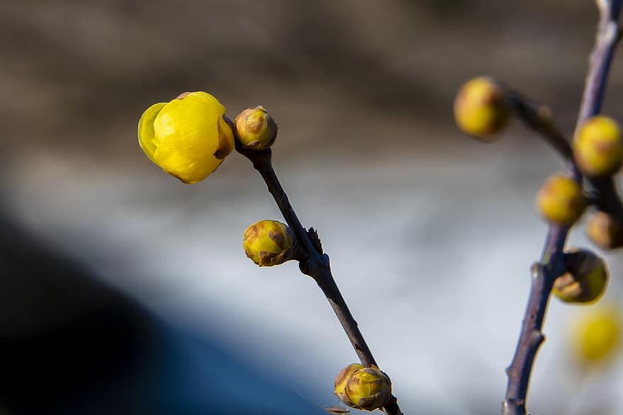wintersweet, Японски бахар, жълти цветя, природа