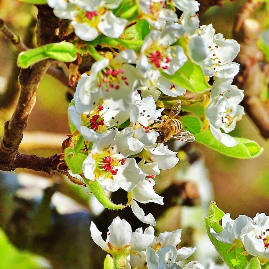 пчела, весна, цветок, завод, пчелы, насекомое, опыление, Флора, сад, нектар