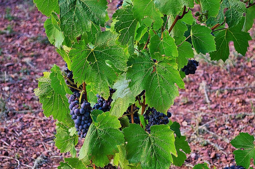 vinranka, vindruvor, vingård