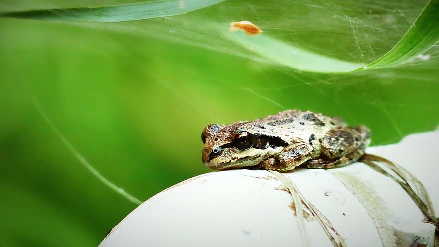 жаба, маленький, тварина, природи, земноводних, деревна жаба, макрос, трави