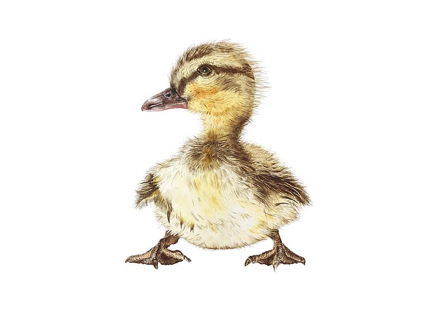 Mallard, Duckling, Painting, Bird, Baby Duck, Waterfowl, Water Bird, Aquatic Bird, Animal, Feathers, Plumage