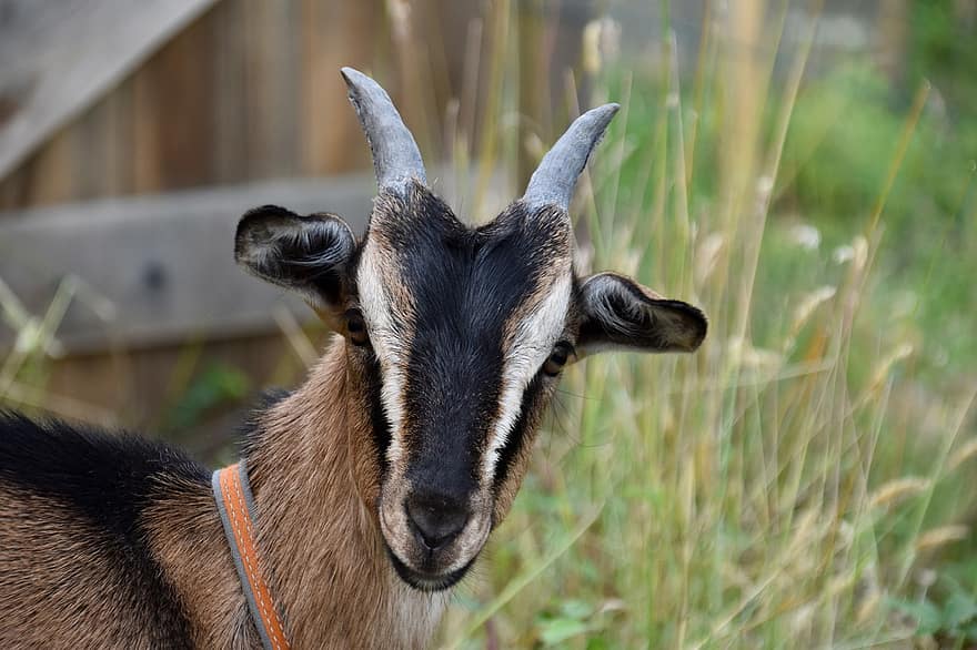 Goat, Goat Horns, Animal Portrait, Ruminants, Goat Funny, Goat On Grass, Goat Ditches, Goat Alpine, Mammal, Nature, Pastures