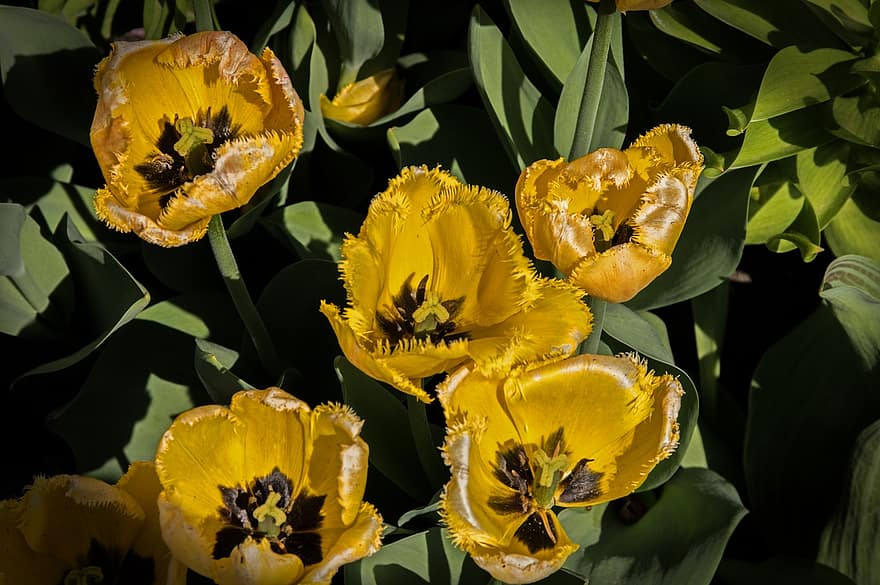 tulipán, amarillo, primavera, las flores, flor, floración, planta, naturaleza, jardín, flora
