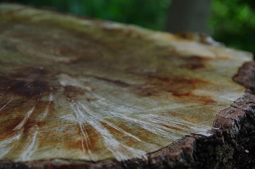 cây, Vân gỗ, vòng tuổi, Thiên nhiên, altholz, gỗ, kết cấu, gốc cây