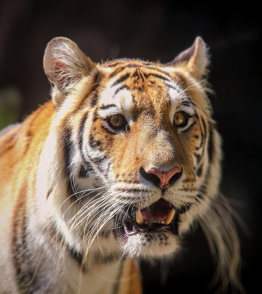tigre, gato grande, animal, mamífero, panthera, animal selvagem, animais selvagens, fauna, jardim zoológico, animais em estado selvagem, gato não domesticado
