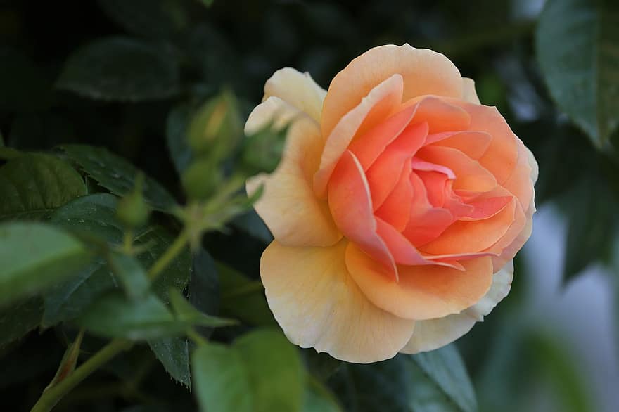 rose orange, Rose, fleur, fleur de rose, pétales, pétales de rose, Floraison, plante, flore, fermer, feuille