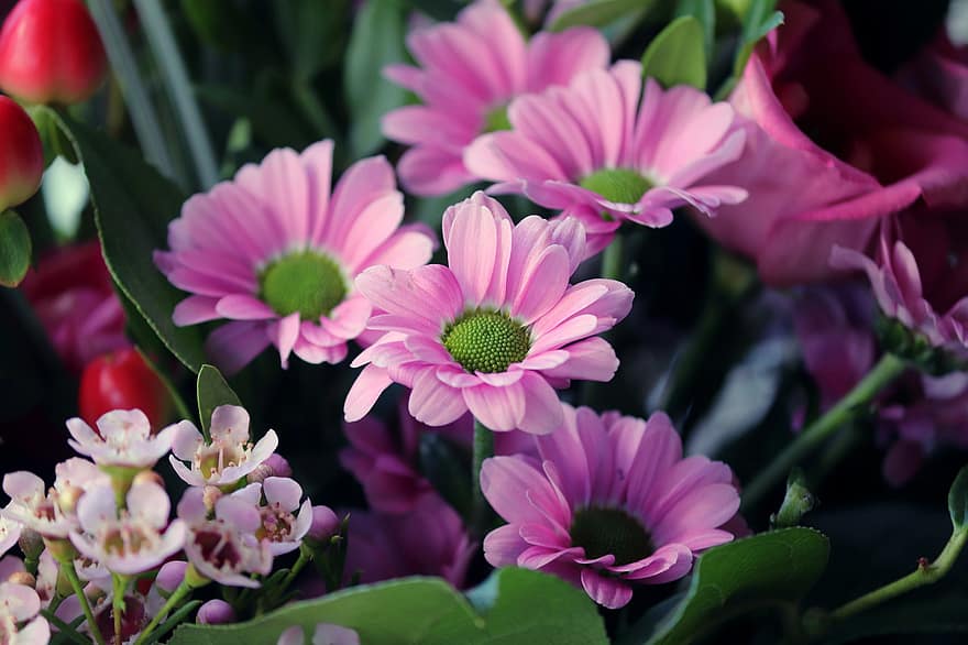Chrysanthemums, Pink Flowers, Ostrich, Nature, Bunch Of Flowers, Gift, Colorful Flowers, Blossoms, plant, flower, close-up