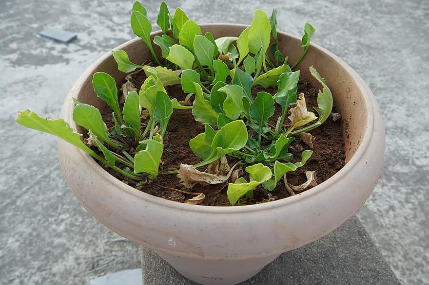 Potted Plant, Houseplant, Plant, Leaves, Nature, leaf, growth, freshness, green color, seedling, agriculture