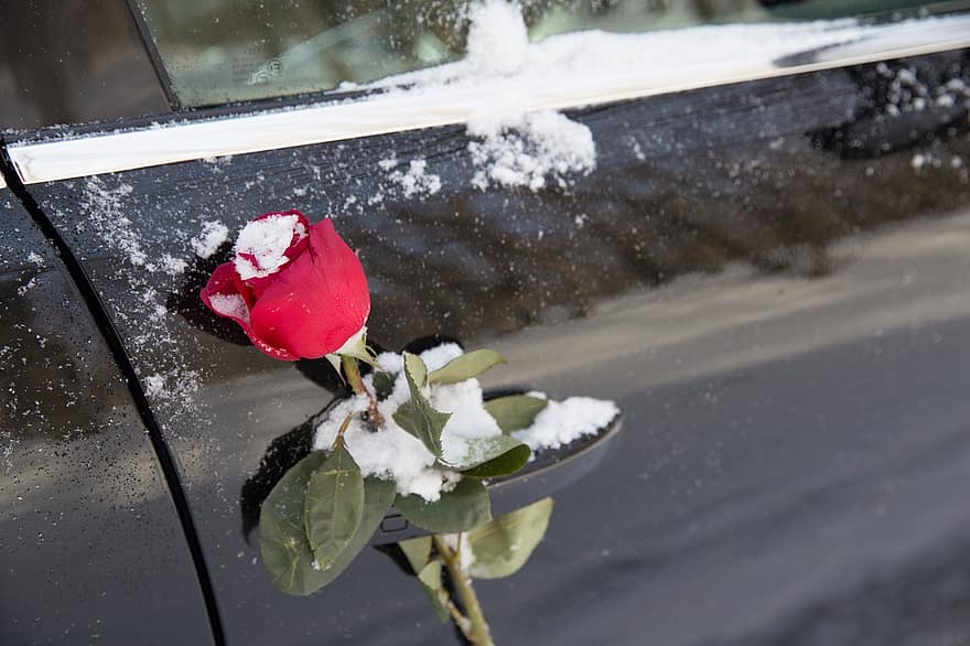 квітка, природи, день святого Валентина, ювілей, автомобіль, святкування, церемонія, сніг, зима, сезон, лист
