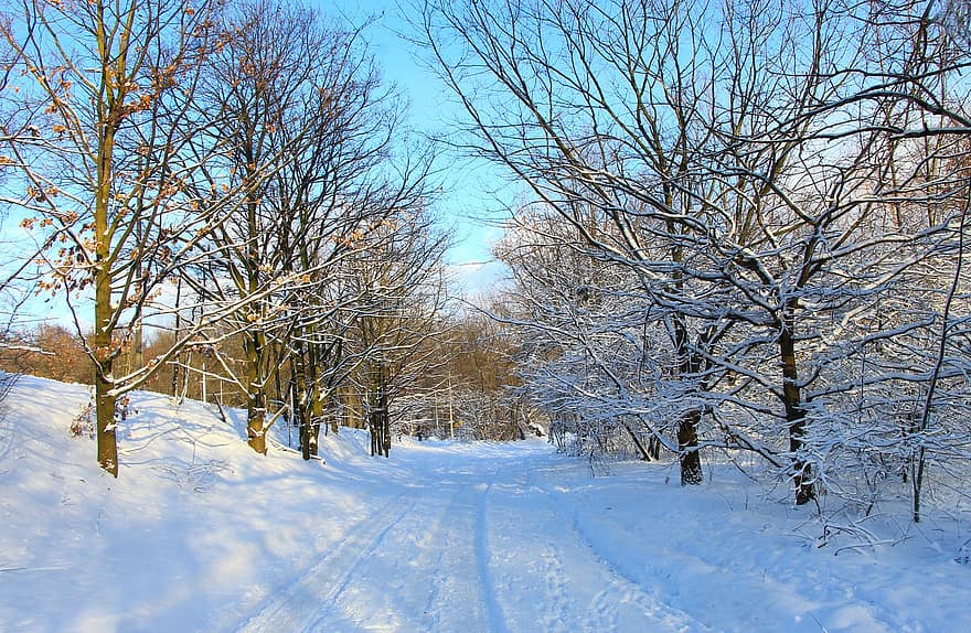 trær, pathway, skog, kjørefelt, snø, frost