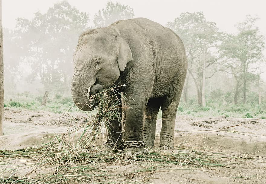 l'éléphant, animal, alimentation, faune, pachyderme, mammifère, parc, la nature, safari, jungle, Chitwan
