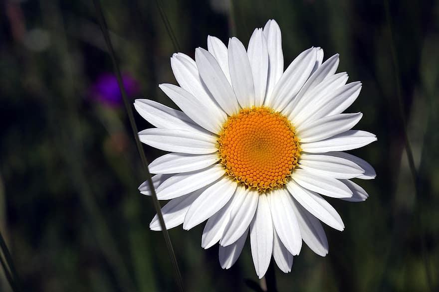 daisy, hvid, ren, blomst, sommer, eng
