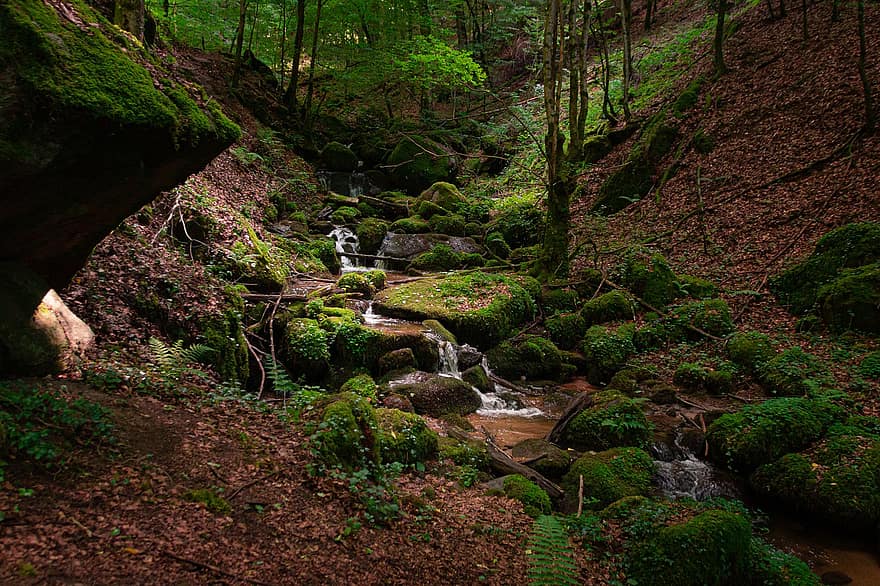 Trees, Moss, Woods, Forest, Stream, Brook, Woodlands, Wilderness, Outdoors, Mossy, Nature