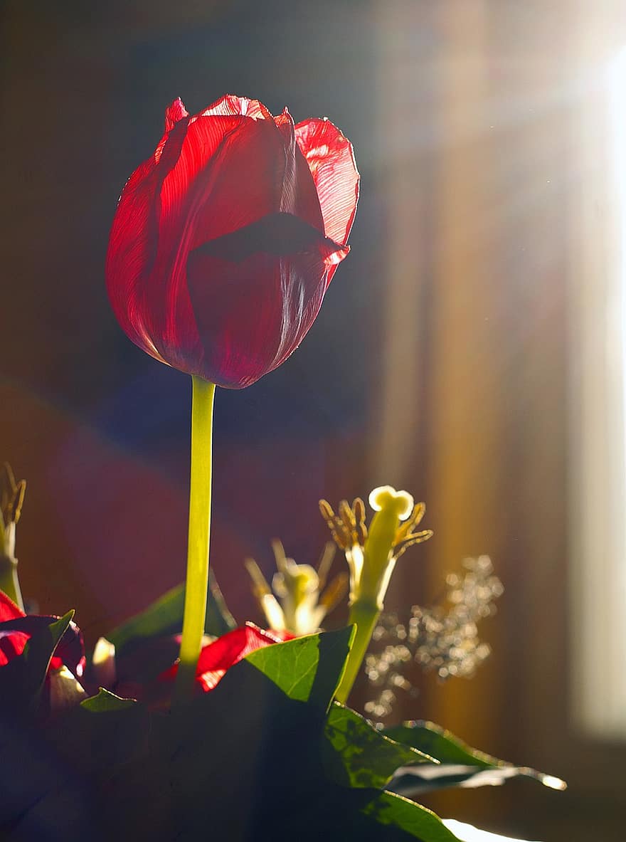 tulipan, kwiat, bukiet, czerwony tulipan, czerwony kwiat, dekoracja, roślina, głowa kwiatu, liść, zbliżenie, płatek