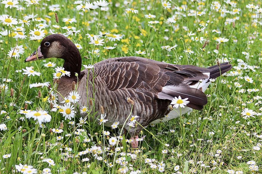 greylag goose, ห่าน, นก, ดอกเดซี่, นกน้ำ, สัตว์, เครื่องแต่งตัว, จะงอยปาก, ดอกไม้, ทุ่งหญ้า, ธรรมชาติ