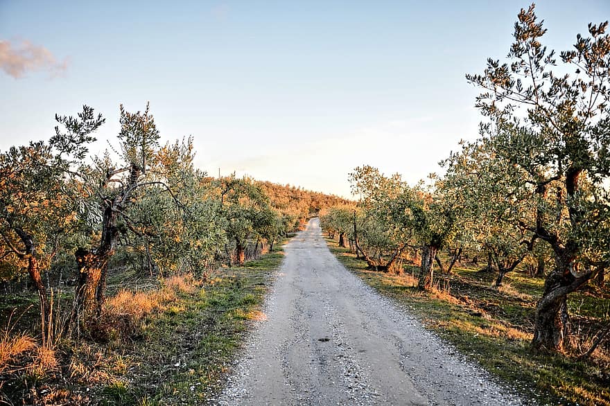 grusvei, oliven, trær, vei, landevei, landlig, landsbygda, Via Delle Tavarnuzze, chianti, florence, Toscana