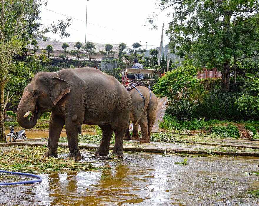 elefanti, animali, natura