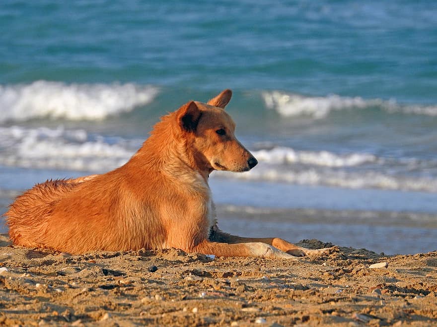 куче, плаж, домашен любимец, море, животно, сладък, кученце, кучешки, овчар, коли, кафяв