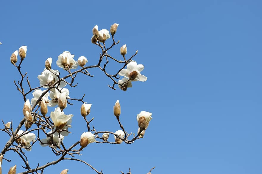 fleurs, yulan magnolia, fleurs blanches, magnolia denudata, magnolia, fleur, fermer, plante, feuille, branche, saison