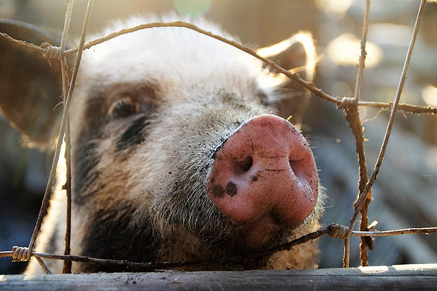 con lợn, mõm, rọ mõm, hàng rào, cái đầu, thú vật, động vật có vú, động vật trang trại, nông trại