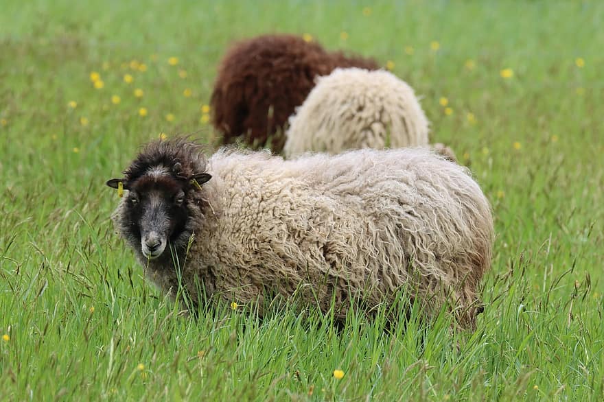 羊、動物、家畜、ウール、毛皮、牧草地、農業、フィールド、農場、哺乳類、種