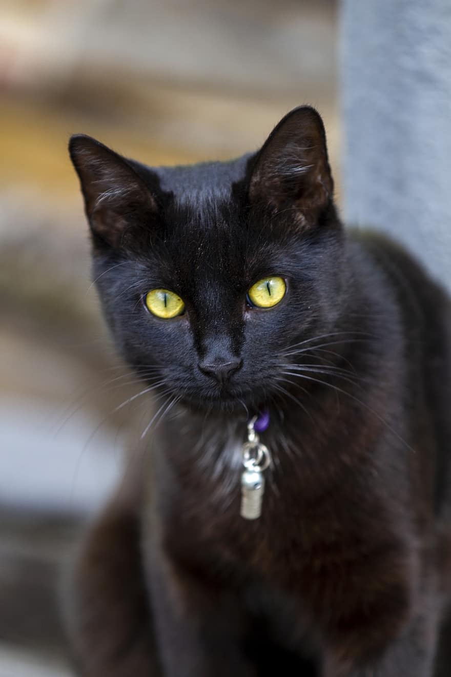 кошка, черный кот, кошачий, домашнее животное, животное, млекопитающее, вид, мех, бакенбарды, Домашняя кошка, домашние питомцы