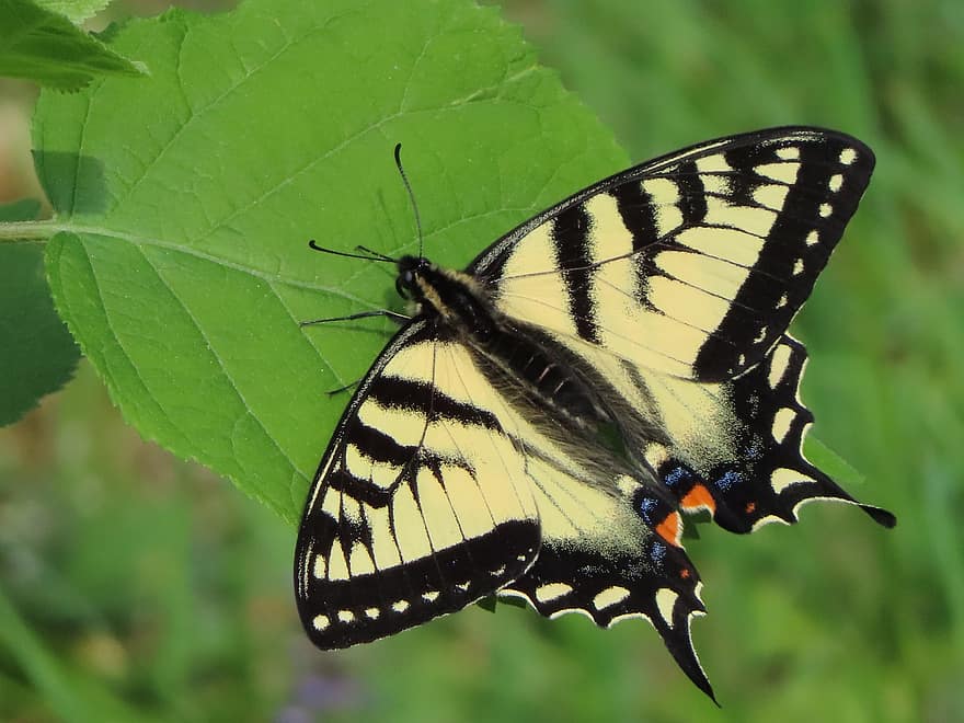 insetto, farfalla, coda di rondine della tigre orientale, entomologia, specie, macro, Ali, natura