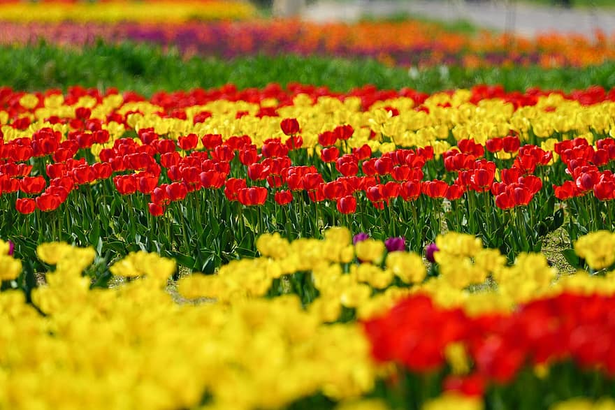 tulpės, gėlės, sodas, parkas, Korėjos Respublika, pavasario kraštovaizdis, paju, kraštovaizdį, tulpė, gėlė, augalų