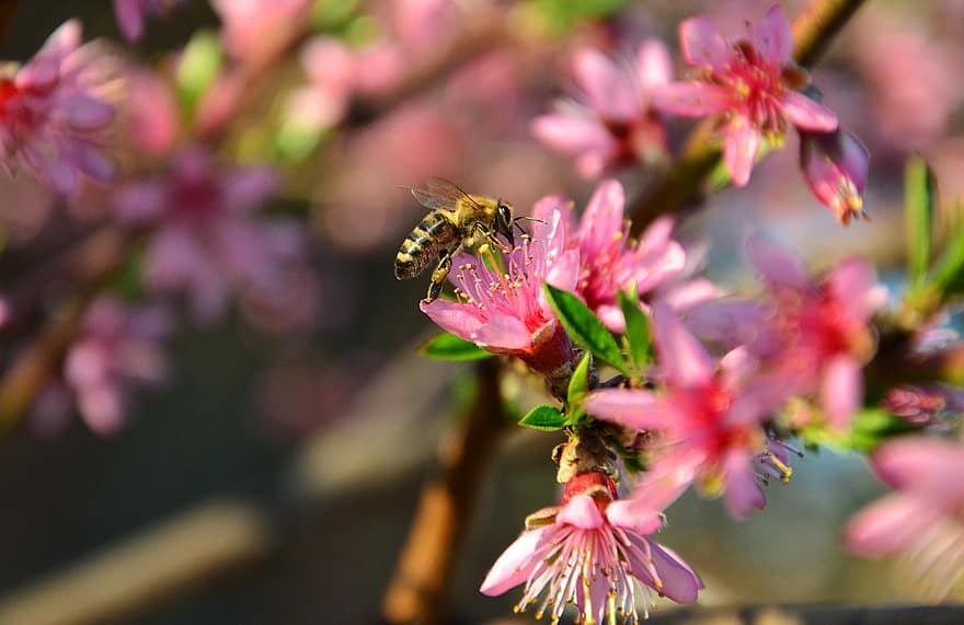 Biene, Pflaumenblüte, Blumen, Insekt, Tier, Bestäubung, Frühling, pinke Blumen, Pflanze, Baum, Natur