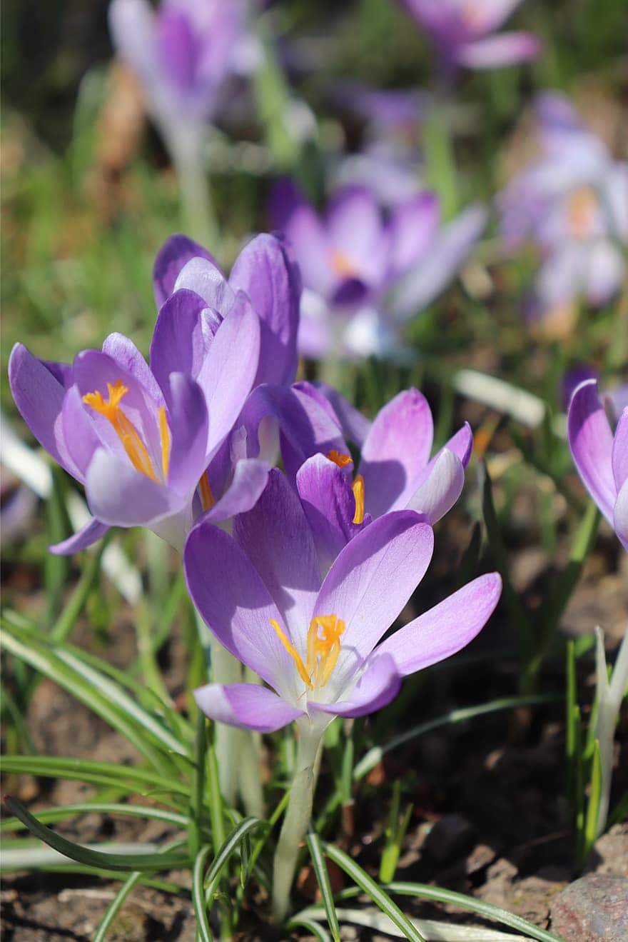 Crocus, violetinės gėlės, pavasario gėlės, Iš arti, pobūdį, sodas