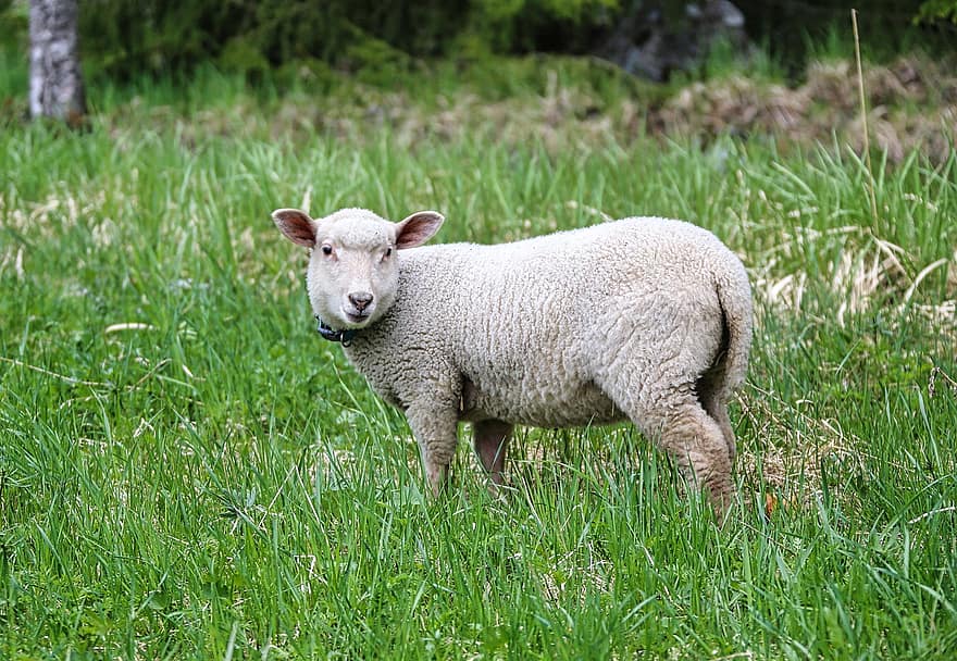 ovelha, Cordeiro, grama, pasto, Prado, animal doméstico, ruminante