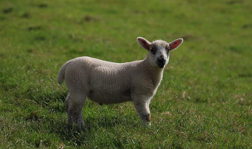 Cordero, oveja, animal, ganado, bovino, naturaleza, agricultura, campo, carmarthenshire, Gales, galés