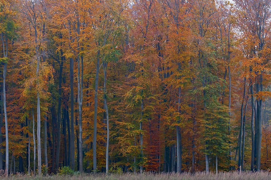 bomen, Bos, herfst, bossen, bos-, wildernis, vallen