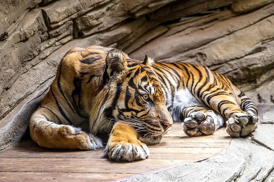 tigre, animal, jardim zoológico, gato grande, predador, listras, felino, mamífero, grama, Prado, natureza