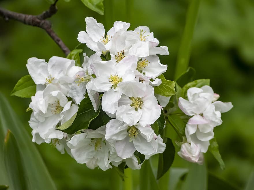 цветы, яблоневый цвет, белые лепестки, лепестки, цветение, цвести, Флора, весенние цветы, природа