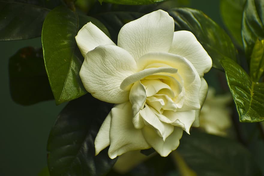 Роза, лепестки, цветок, белая роза, белые лепестки, лепестки роз, цветущий, цветение, Флора, цветоводство, садоводство