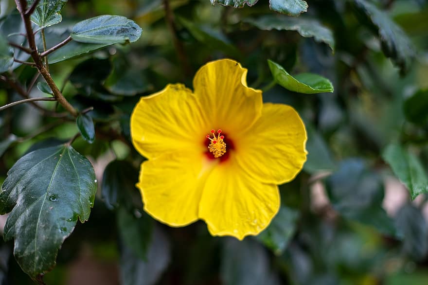 hibisco amarillo, hibisco, amarillo, flor, naturaleza, San Carlos