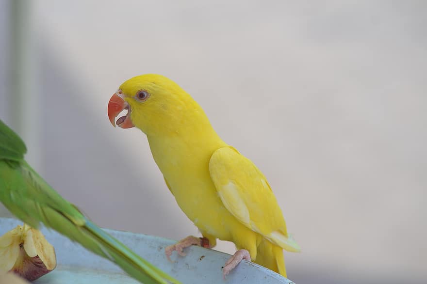 птах, жовтий птах, папуга, жовтий папуга, пір'я, крила, оперення, примостився, садився птах, просп, пташиний