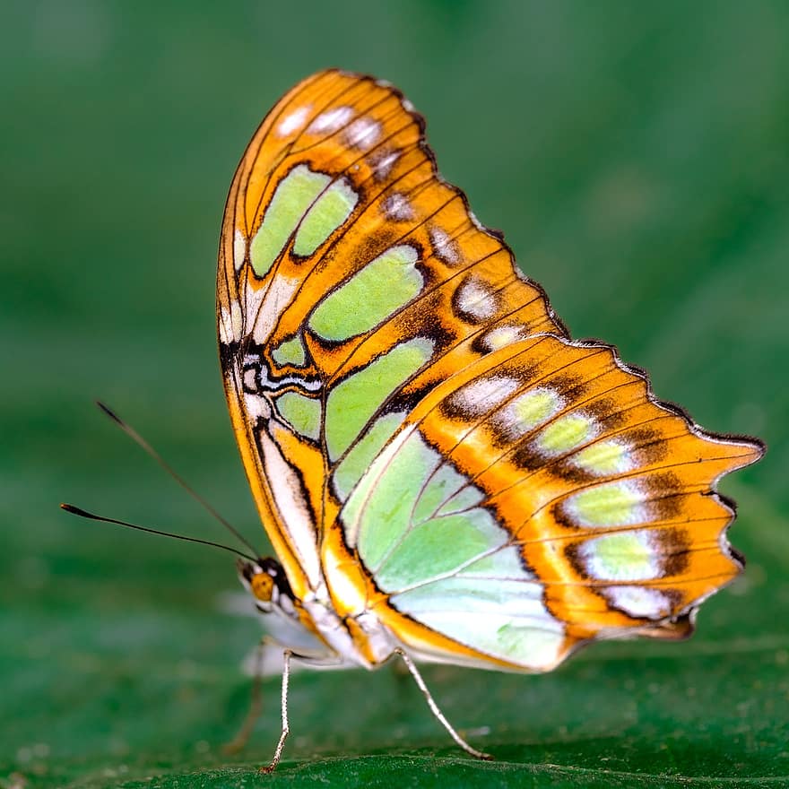 пеперуда, насекомо, крилато насекомо, крила на пеперуда, фауна, животно, природа, едър план, многоцветни, макро, зелен цвят