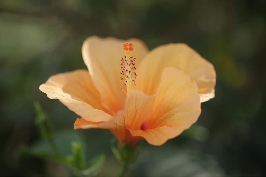 ibisco, ibisco giallo, fiore giallo, rosa cinese, fiore, natura, avvicinamento, pianta, estate, petalo, testa di fiore